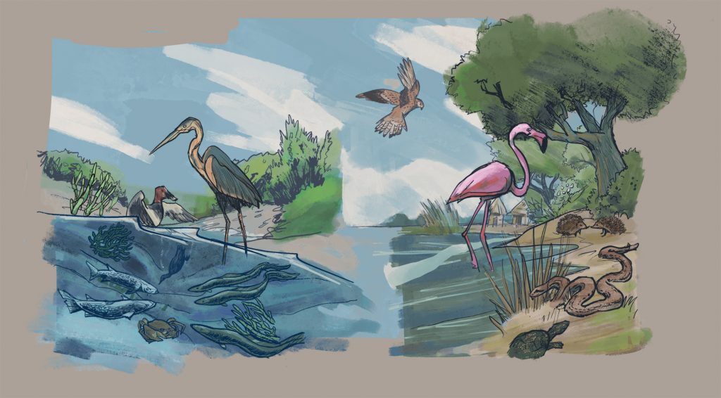 "Life of the lagoon” concept art sketch, designed by Chus